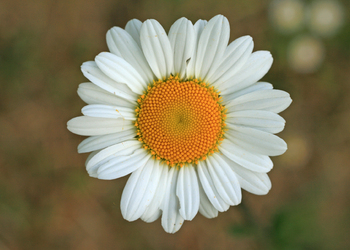 Große Wiesen-Margerite (Leucanthemum ircutianum) - © Emanuel Trummer